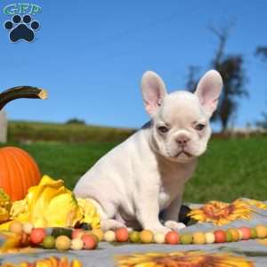 Hope, French Bulldog Puppy