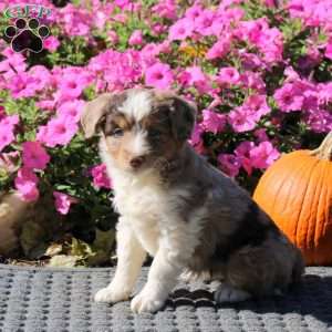 Hope, Mini Aussiedoodle Puppy