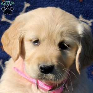 Hope, Golden Retriever Puppy