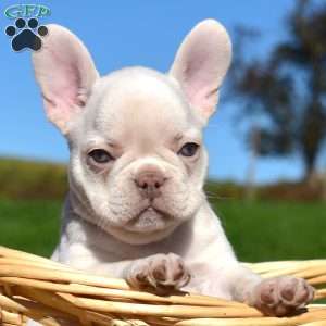 Hope, French Bulldog Puppy