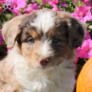 Hope, Mini Aussiedoodle Puppy