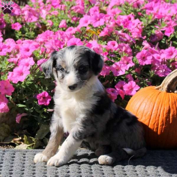 Howard, Mini Aussiedoodle Puppy