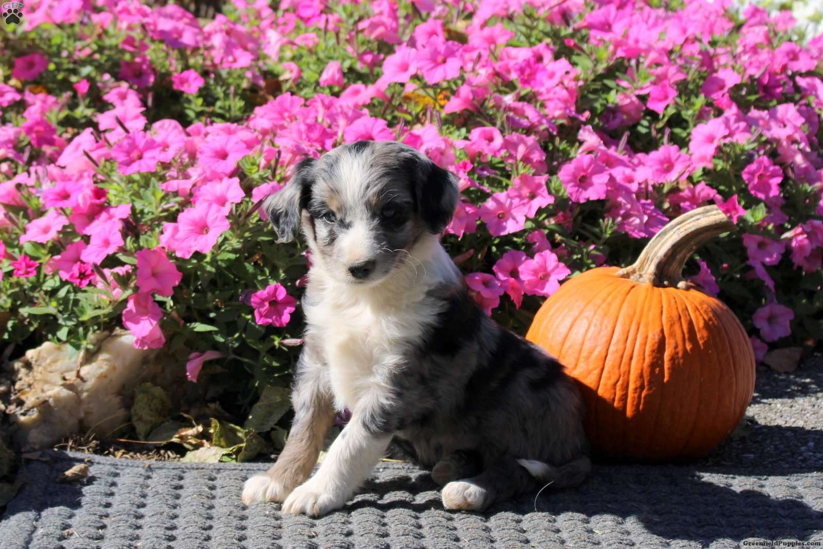 Howard (Mini Aussiedoodle, Male) in Kinzers, PA