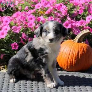 Howard, Mini Aussiedoodle Puppy