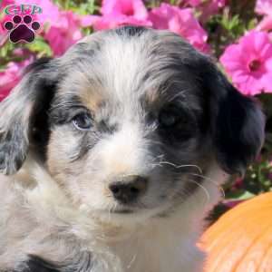 Howard, Mini Aussiedoodle Puppy