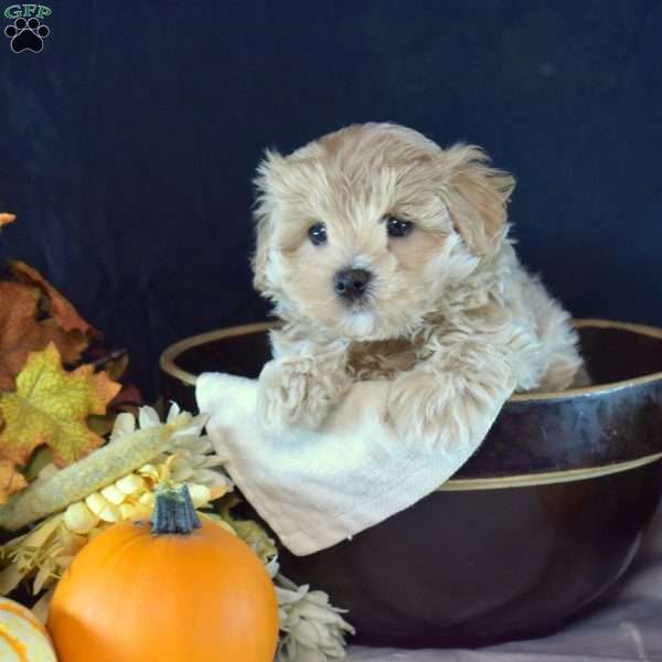 Howie, Maltipoo Puppy