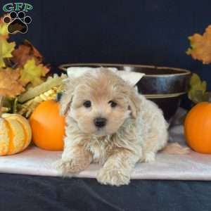 Howie, Maltipoo Puppy