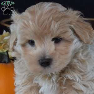 Howie, Maltipoo Puppy