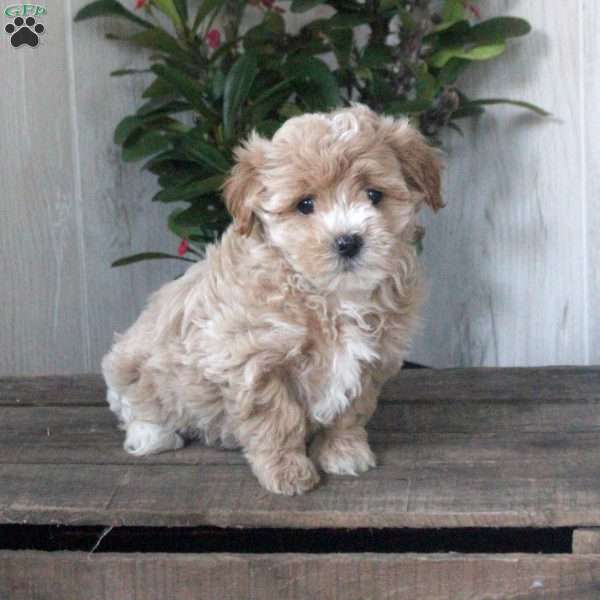 Hudson, Maltipoo Puppy