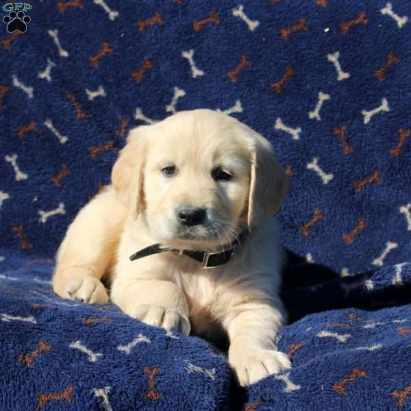 Hudson, Golden Retriever Puppy