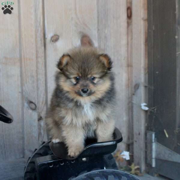 Hudson, Pomeranian Puppy