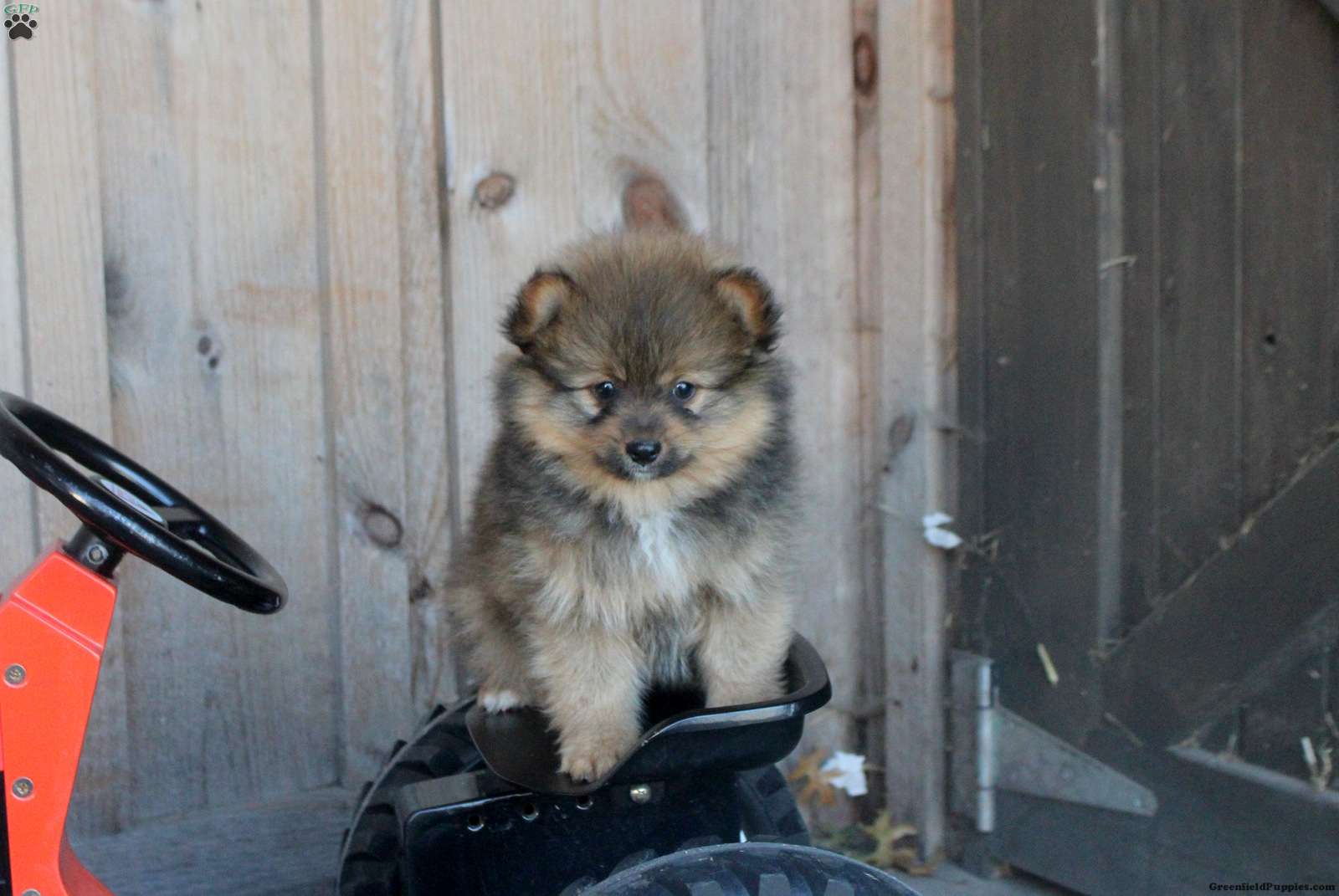 Hudson (Pomeranian, Male) in Denver, PA