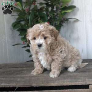 Hudson, Maltipoo Puppy