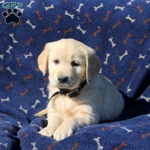 Hudson, Golden Retriever Puppy