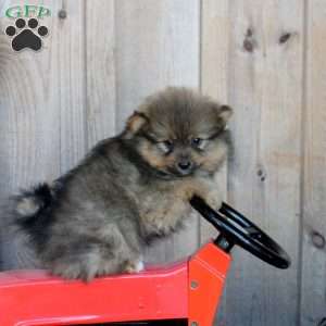 Hudson, Pomeranian Puppy