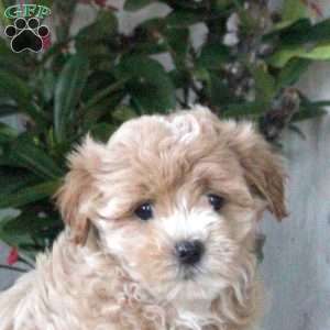 Hudson, Maltipoo Puppy