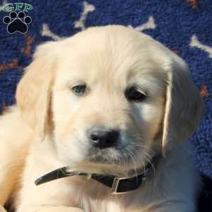 Hudson, Golden Retriever Puppy
