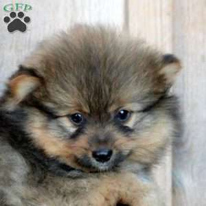 Hudson, Pomeranian Puppy