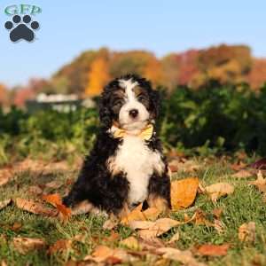 Hunter, Mini Bernedoodle Puppy