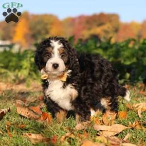 Hunter, Mini Bernedoodle Puppy