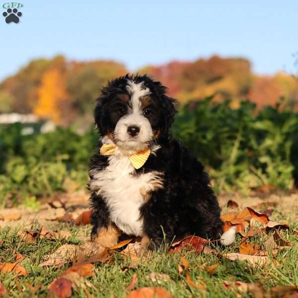 Hunter, Mini Bernedoodle Puppy