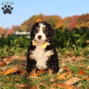 Hunter, Mini Bernedoodle Puppy