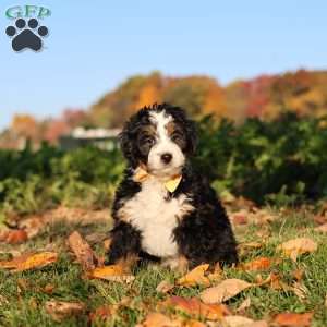 Hunter, Mini Bernedoodle Puppy