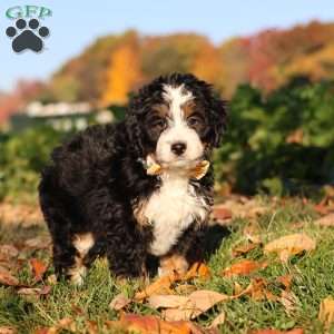 Hunter, Mini Bernedoodle Puppy