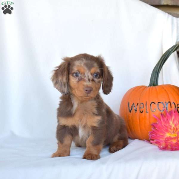 Hunter, Dachshund Puppy