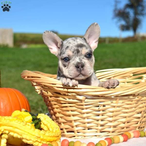 Hunter, French Bulldog Puppy