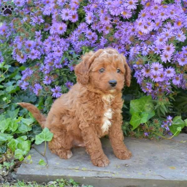 Hunter, Maltipoo Puppy
