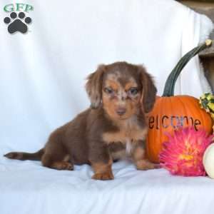 Hunter, Dachshund Puppy