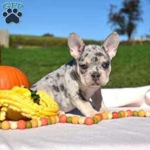 Hunter, French Bulldog Puppy