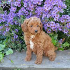 Hunter, Maltipoo Puppy