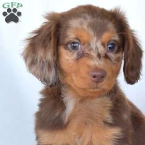 Hunter, Dachshund Puppy
