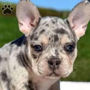 Hunter, French Bulldog Puppy