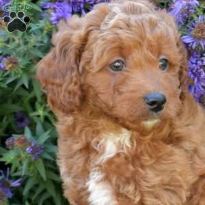 Hunter, Maltipoo Puppy