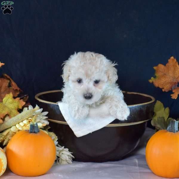 Huntley, Maltipoo Puppy