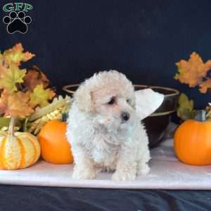 Huntley, Maltipoo Puppy