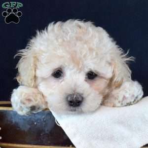 Huntley, Maltipoo Puppy