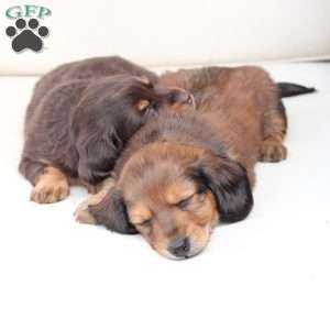 Coco, Dachshund Puppy