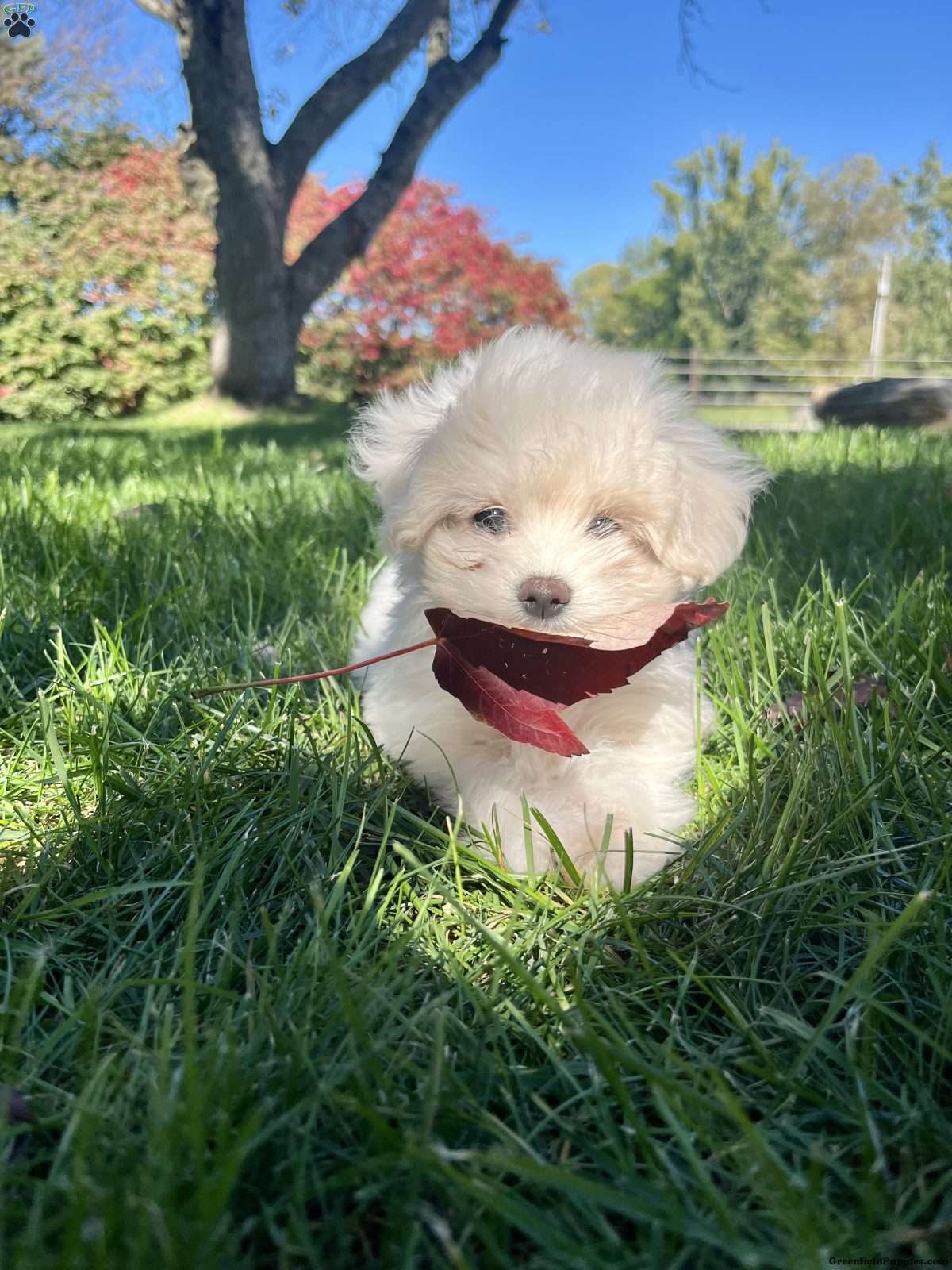 Marshmallow (Maltese, Female)