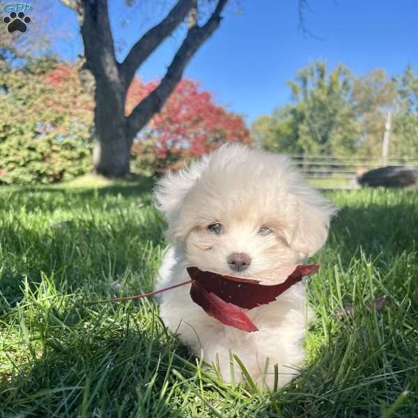 Marshmallow, Maltese Puppy