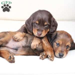 Coco, Dachshund Puppy