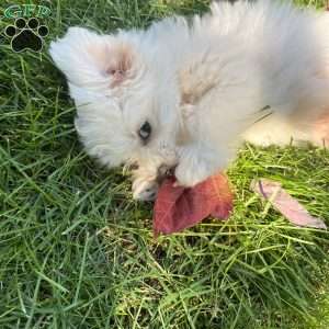 Marshmallow, Maltese Puppy