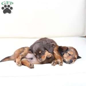 Coco, Dachshund Puppy