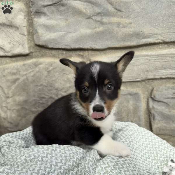 Max, Pembroke Welsh Corgi Puppy