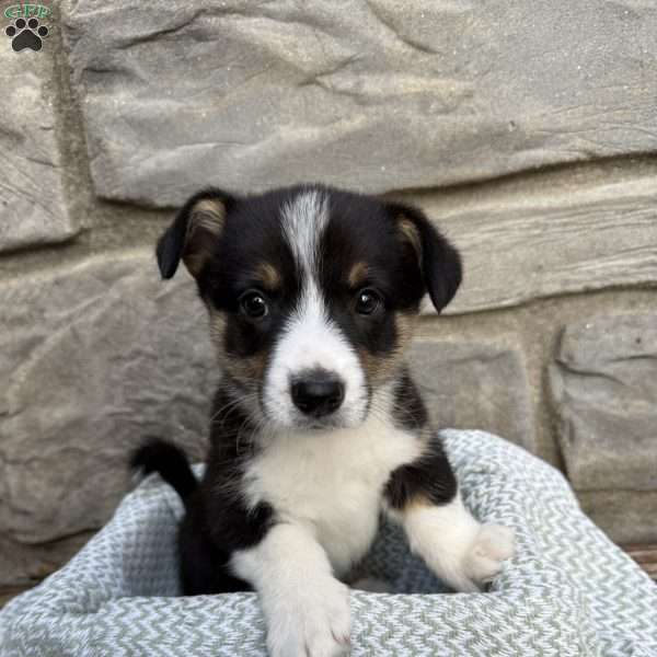 Teddy, Pembroke Welsh Corgi Puppy