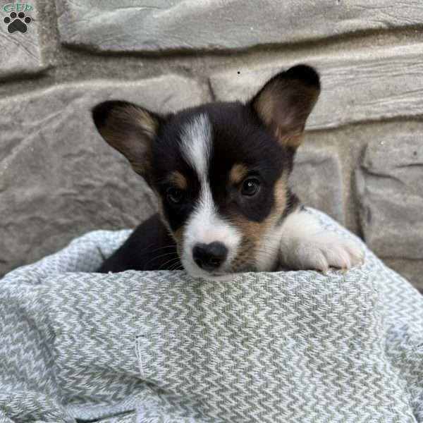 Roscoe, Pembroke Welsh Corgi Puppy