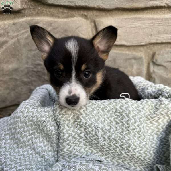 Honey, Pembroke Welsh Corgi Puppy